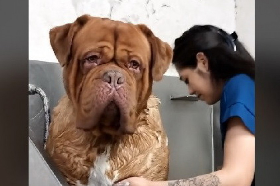 "PA ON JE DŽIN!" Vlasnica počela da kupa francuskog mastifa, njegova reakcija je neprocenjiva! (VIDEO)