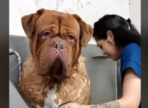 "PA ON JE DŽIN!" Vlasnica počela da kupa francuskog mastifa, njegova reakcija je neprocenjiva! (VIDEO)