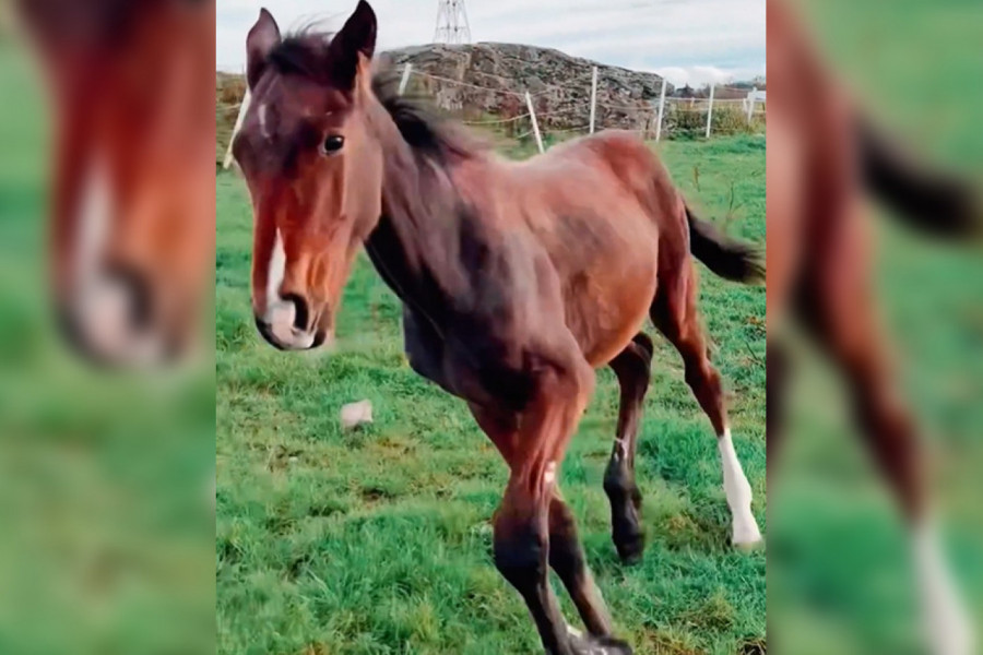 ŽDREBE JE ROĐENO TEŠKO BOLESNO: Gotovo da nije imalo šanse da preživi, a onda se dogodilo "čudo"! (VIDEO)