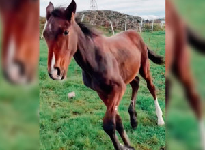 ŽDREBE JE ROĐENO TEŠKO BOLESNO: Gotovo da nije imalo šanse da preživi, a onda se dogodilo "čudo"! (VIDEO)
