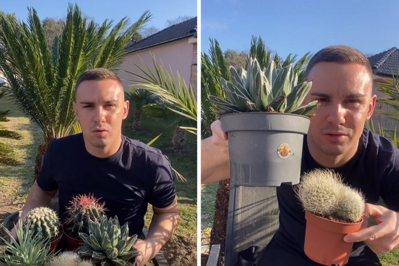 DA LI ZNATE KAKO SE PRAVILNO ZALIVAJU KAKTUSI: Milan je otkrio jedini ispravan način ako želite da vaše biljke prežive! (VIDEO)