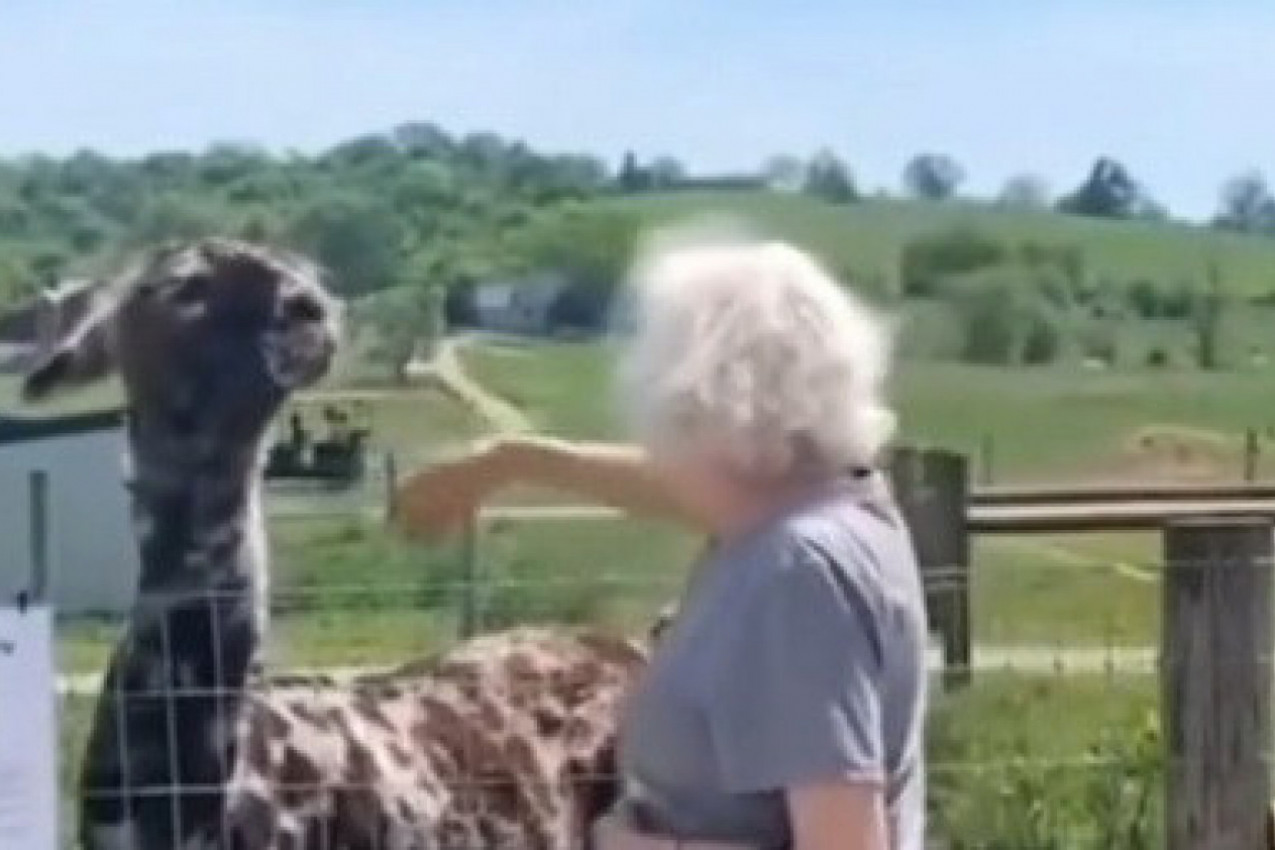 BAKA JE SA UNUKOM KRENULA DA POMAZI LAMU: Situacija se otela kontroli, susret je završen na neočekivan način! (VIDEO)