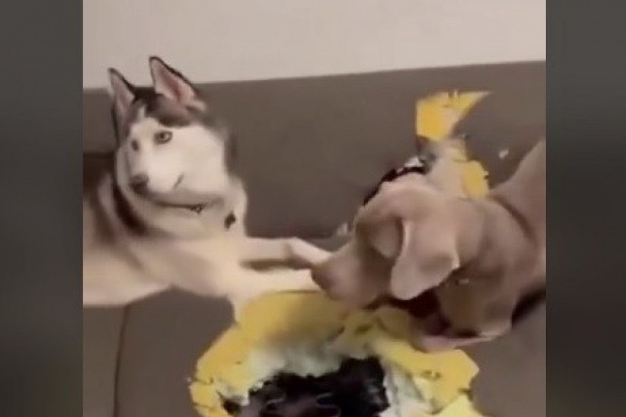 PSI SU NAPRAVILI OGROMNU RUPU U SOFI: Vlasnica je prišla da pogleda štetu i zapanjila se kad je shvatila šta se krije ispod kreveta! (VIDEO)