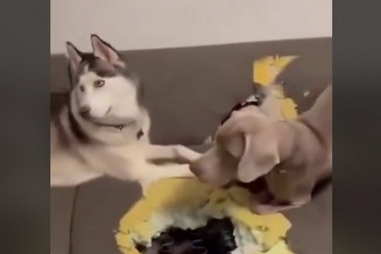 PSI SU NAPRAVILI OGROMNU RUPU U SOFI: Vlasnica je prišla da pogleda štetu i zapanjila se kad je shvatila šta se krije ispod kreveta! (VIDEO)