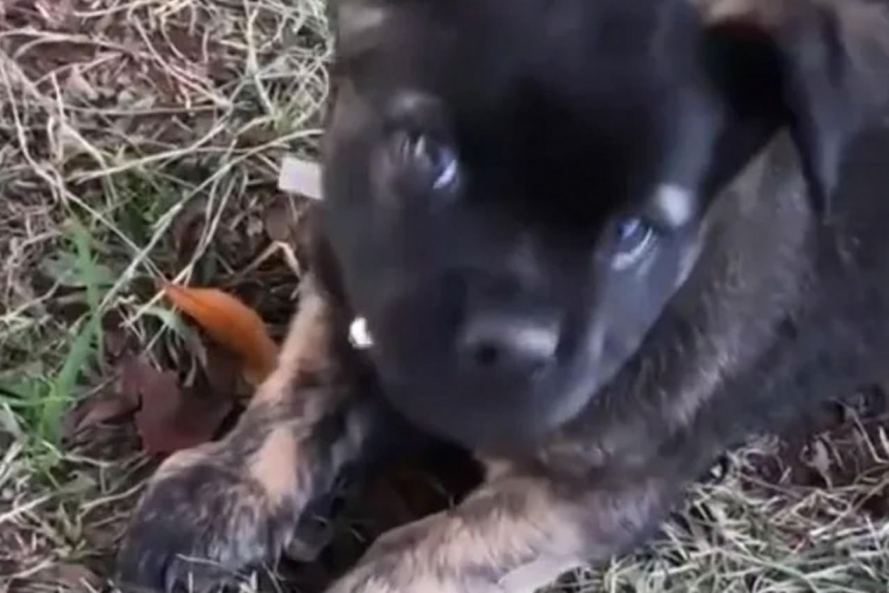 KUPILA JE ŠTENE PUTEM INTERNETA: Kada je počelo da raste otkrila je neverovatnu istinu o svom ljubimcu, on nije to što je mislila  (VIDEO)