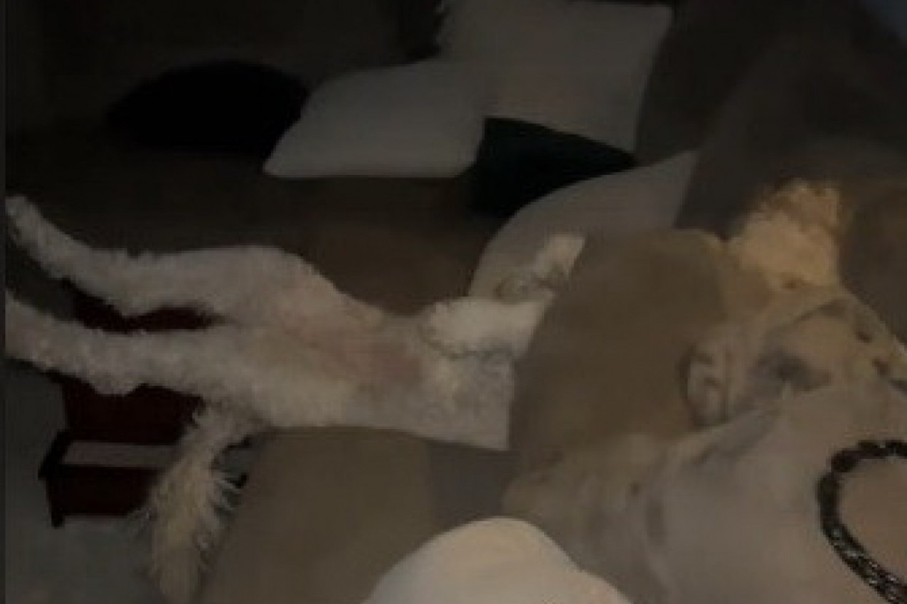 OVAKVOG PSA NIKAD NISTE VIDELI: Vlasnica je ostala zapanjena kad je ugledala neobičnu scenu u dnevnoj sobi! (VIDEO)