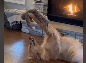 PAS JE UZEO OMILJENU IGRAČKU, A ONDA JE USLEDIO ŠOU: Ovakvu ljubav odavno niste videli!