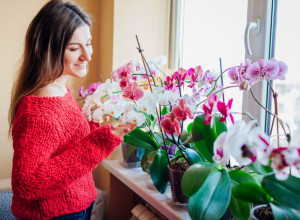 NAJBOLJA PRIRODNA PRIHRANA ZA ORHIDEJE: Zalijte ih ovom tečnošću jednom mesečno i uživajte u bujnim cvetovima