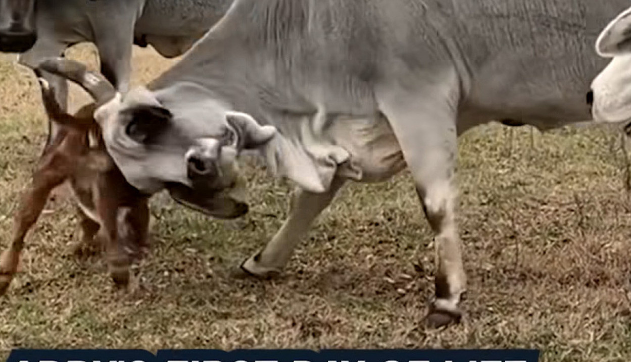 SUDBINA OVOG TELETA RASPLAKALA JE SVET: Ovaj snimak pogledalo je više od 6 miliona ljudi i niko nije mogao da zadrži suze (VIDEO)