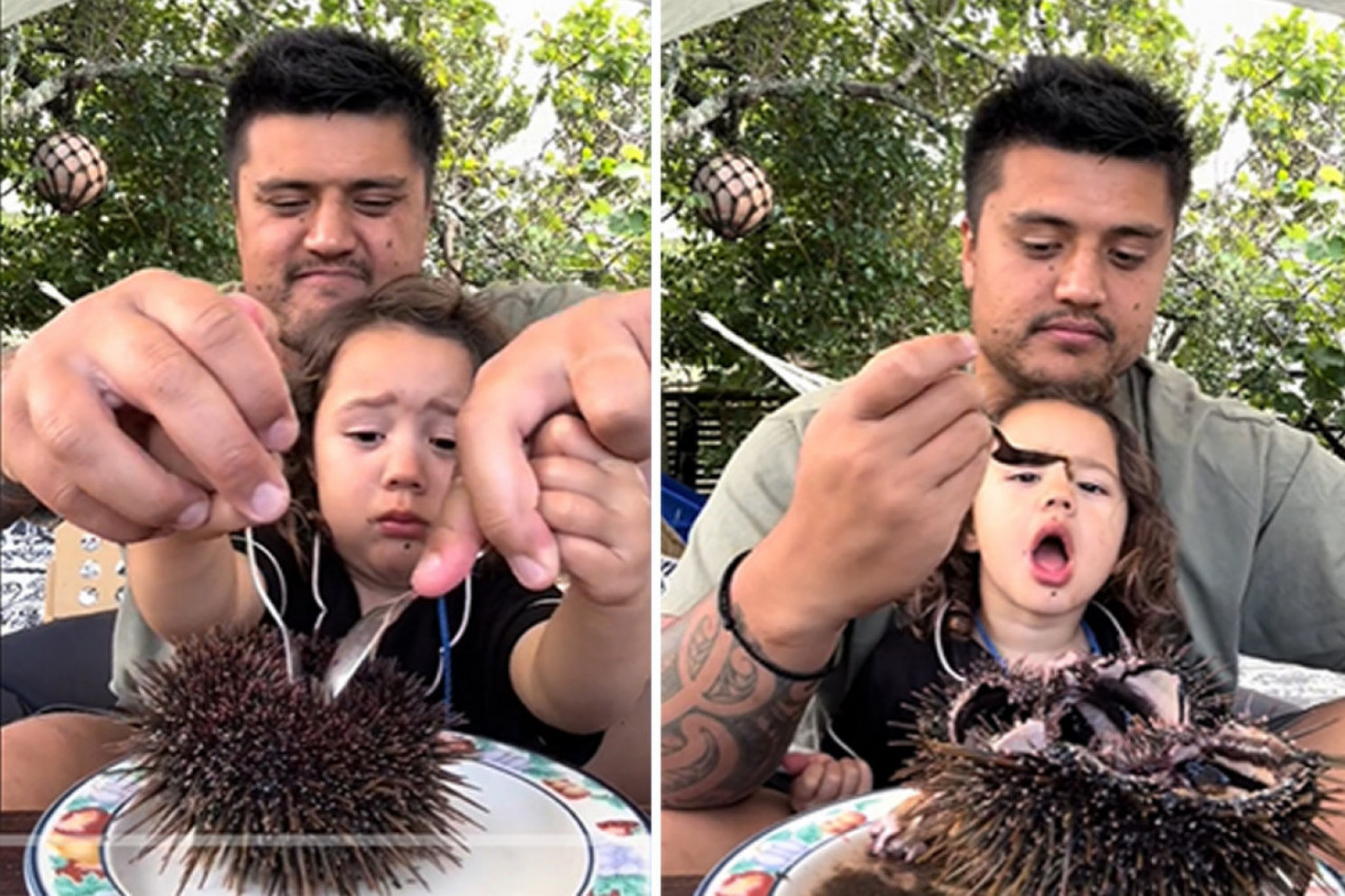 RASPORIO JE MORSKOG JEŽA KOJI SE MRDAO NA TANJIRU: Ovaj tata je pokazao na koju hranu navikava svoju ćerkicu! (VIDEO)