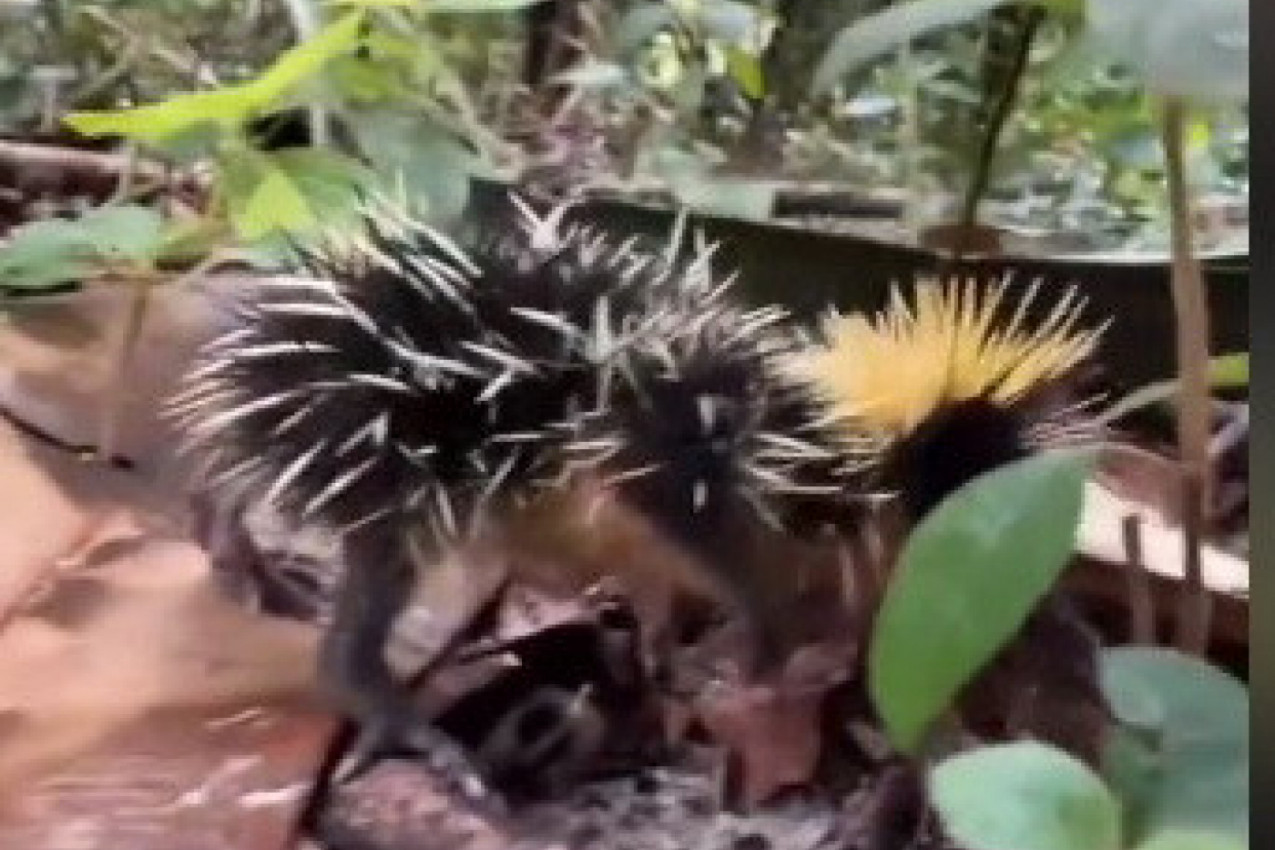 SVI SU ZAČUĐENO GLEDALI U OVO STVORENJE I NAGAĐALI ŠTA JE: Kad je stigao odgovor, bili su oduševljeni! (VIDEO)