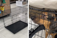SCENA KOJA SLAMA SRCA: Tužni psić gleda oko sebe kako udomljavaju njegove prijatelje dok on ostaje u kavezu! (VIDEO)