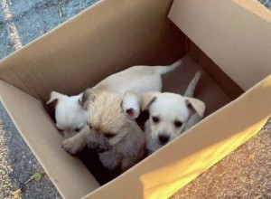 NJEN POTEZ JE RASPLAKAO LJUDE NA MREŽAMA: Filmska potraga za nestalim štenetom kuje koju je pronašla na ulici! (VIDEO)