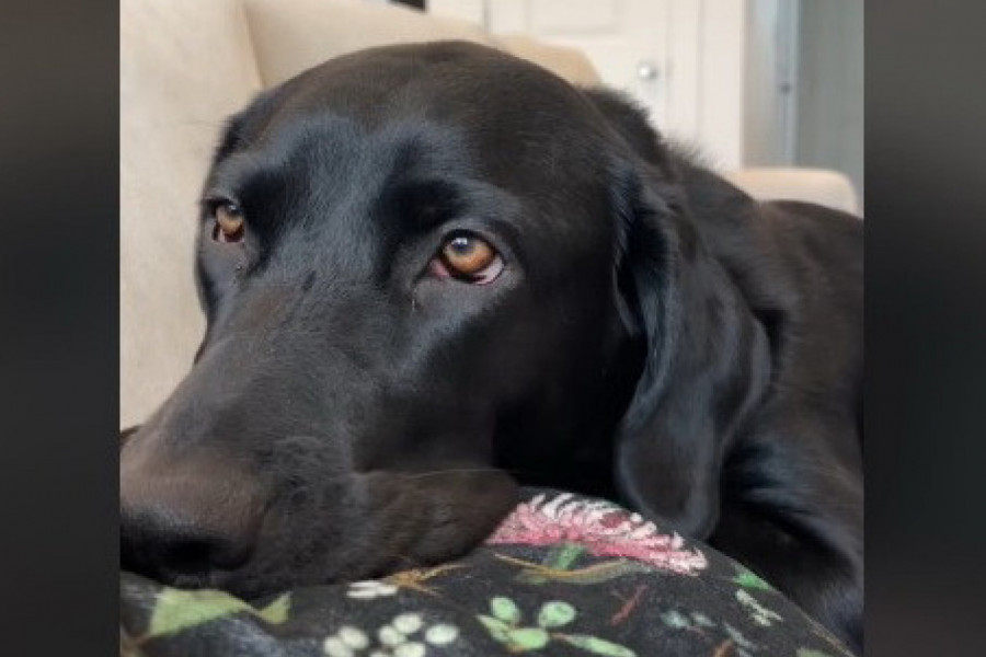 PAS JE STAVIO GLAVU NA TRUDNIČKI STOMAK VLASNICE: U tom trenutku beba se pomerila, a reakcija životinje bila je zapanjujuća! (VIDEO)