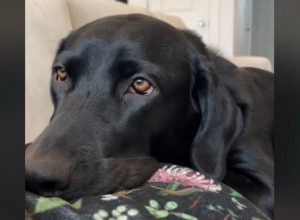 PAS JE STAVIO GLAVU NA TRUDNIČKI STOMAK VLASNICE: U tom trenutku beba se pomerila, a reakcija životinje bila je zapanjujuća! (VIDEO)