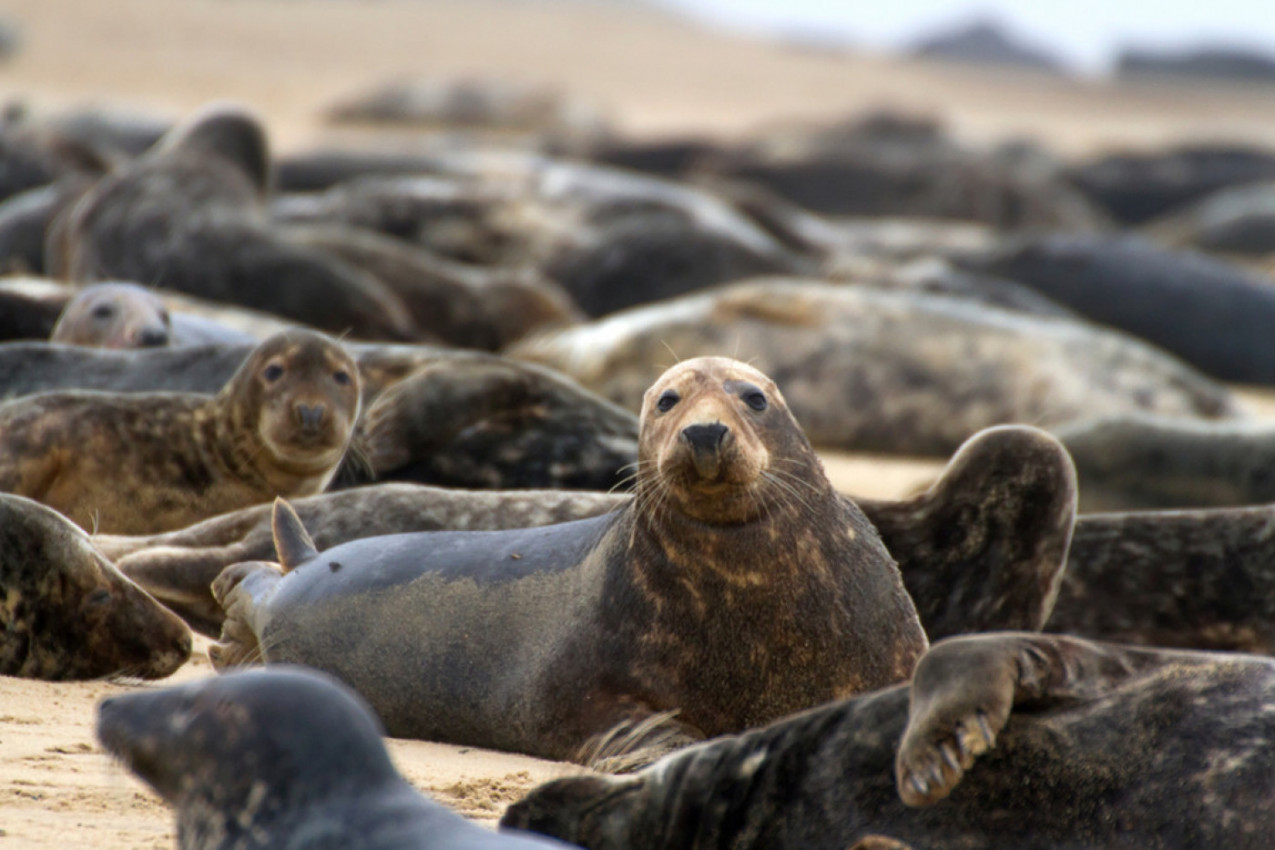POTRČAO JE KA FOKI I ZGRABIO JE ZA VRAT: Ljudi su u neverici gledali šta joj radi, a onda je usledio neočekivani rasplet (VIDEO)