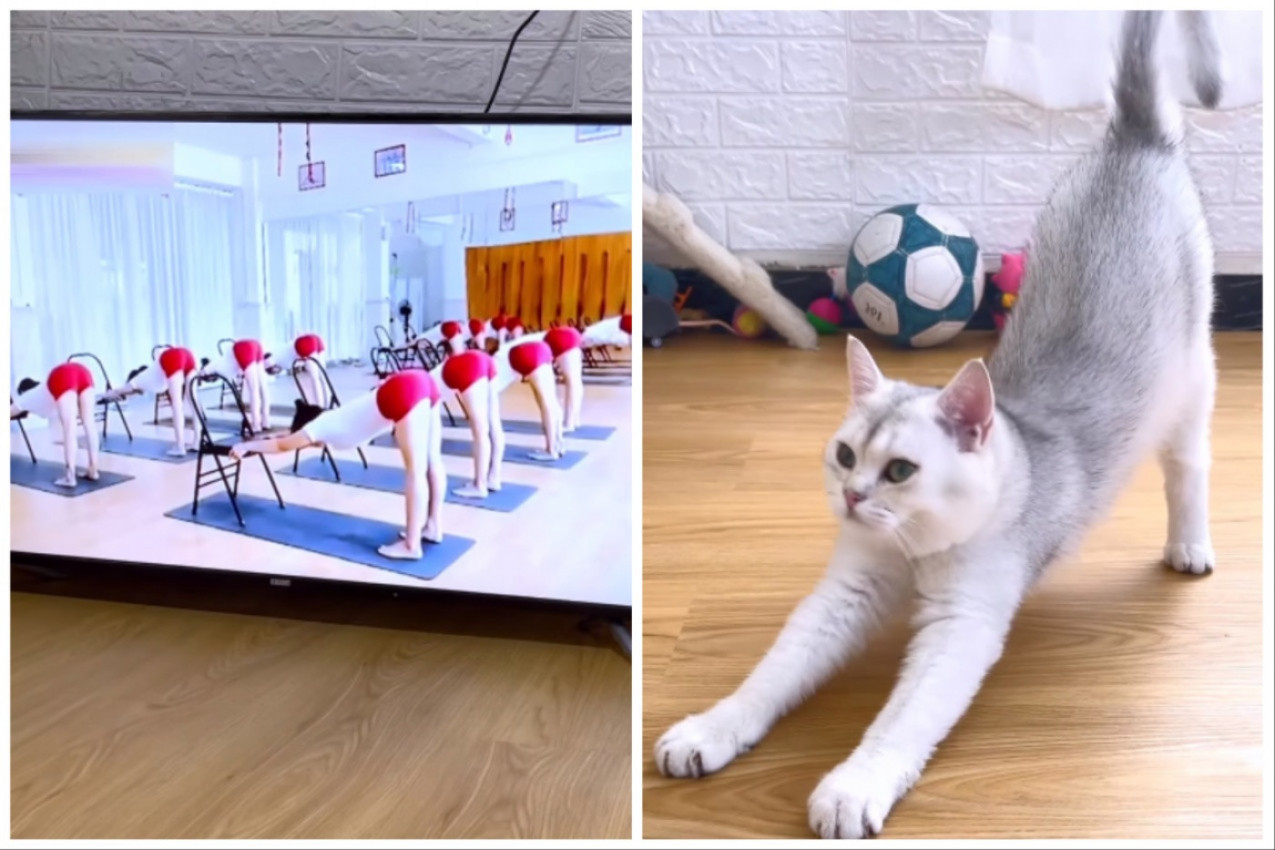 MAČKA JE GLEDALA VEŽBE NA TELEVIZIJI, A ONDA PONOVILA SVE: Svi su mislili da se samo isteže, ali to je bio tek početak! (FOTO+VIDEO)