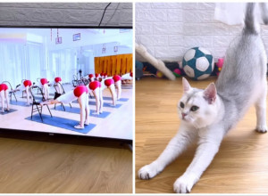 MAČKA JE GLEDALA VEŽBE NA TELEVIZIJI, A ONDA PONOVILA SVE: Svi su mislili da se samo isteže, ali to je bio tek početak! (FOTO+VIDEO)