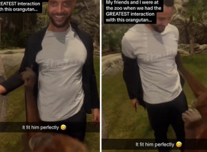 DOŠAO JE U ZOO VRT, A ONDA MU JE PRIŠAO ORANGUTAN: Zbog onoga što je životinja uradila mladić nije prestajao da se smeje (VIDEO)