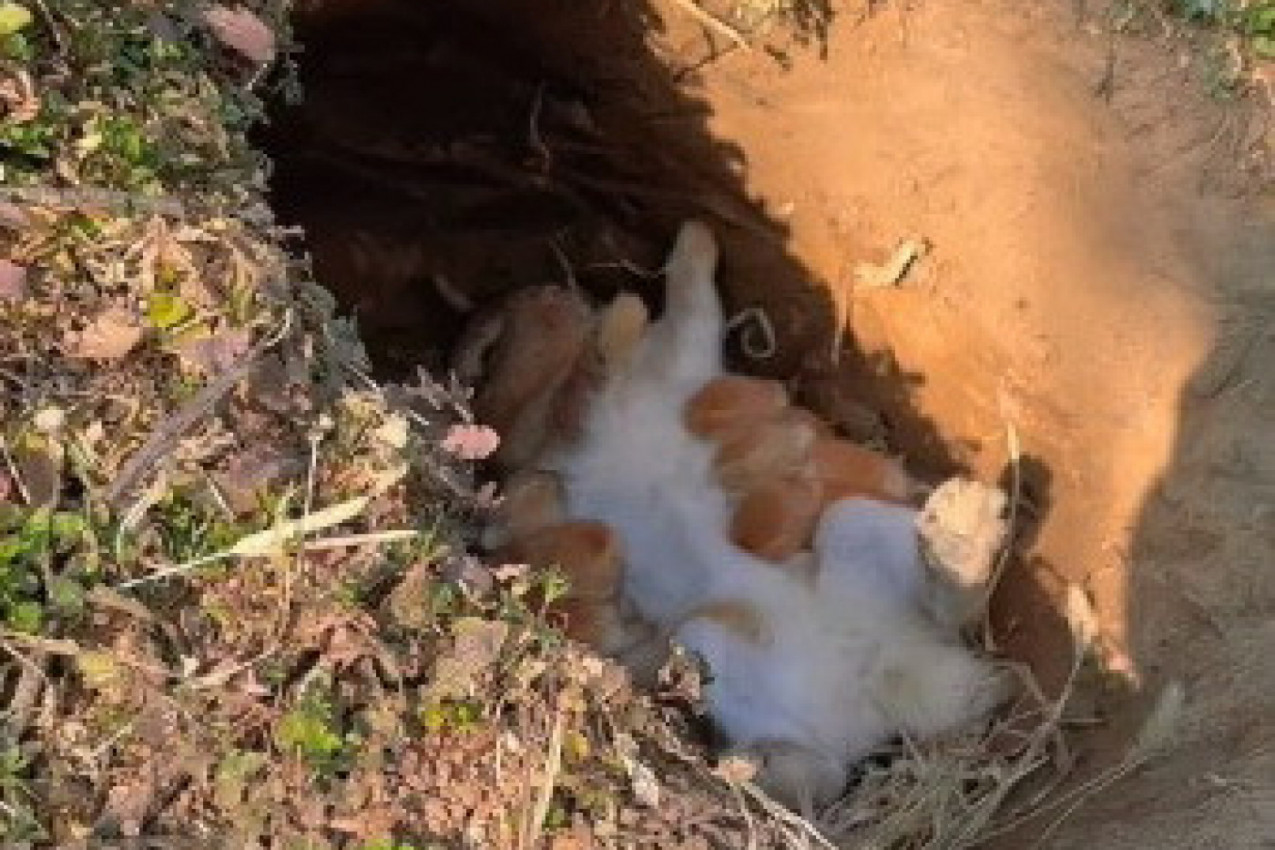 ZEČICA JE UŠLA U RUPU, A ZA NJOM I NJENI MLADUNCI:  Zbog scene koja je potom usledila ljudi krišom brišu suze (VIDEO)
