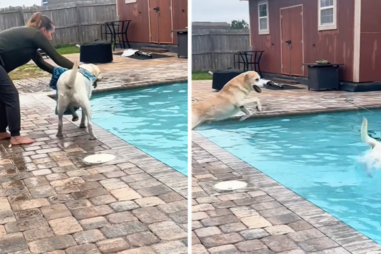UPORNO JE DOZIVALA PSE DA UĐU U KUĆU: Ljubimci su joj terali inat, a onda je došlo do neočekivanog preokreta! (VIDEO)