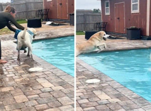 UPORNO JE DOZIVALA PSE DA UĐU U KUĆU: Ljubimci su joj terali inat, a onda je došlo do neočekivanog preokreta! (VIDEO)