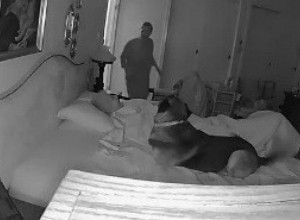 ZASPALA JE ČVRSTIM SNOM, A ONDA JOJ JE ON DOŠAO U POSETU: Neverovatan snimak psa koji čuva staricu rasplakaće i najtvrđa srca (VIDEO)