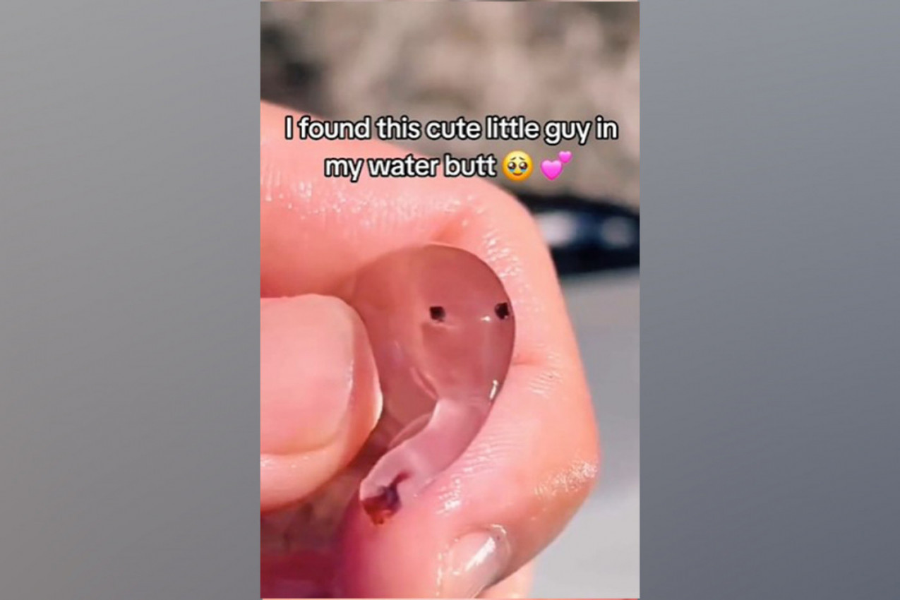 PRONAŠAO JE ČUDNO STVORENJE U REZERVOARU ZA KIŠNICU: Niko nije mogao sa sigurnošću da utvrdi o čemu je reč! (VIDEO)