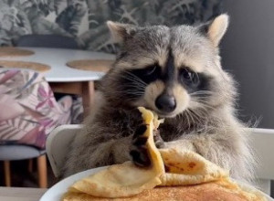 OVAKO SE UŽIVA U HRANI: Pogledajte preslatkog rakuna koji nije propustio priliku da uživa u palačinkama! (VIDEO)