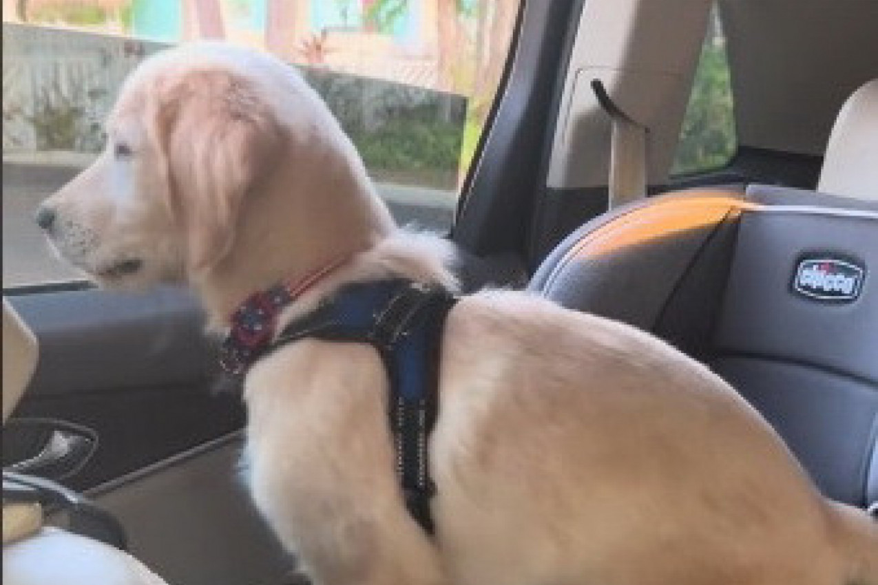 MAMA JE DOŠLA PO SINA U ŠKOLU, A SA NJOM I ZLATNI RETRIVER: Reakcija ovog psa kad ugleda dečaka ulepšaće vam dan! (VIDEO)