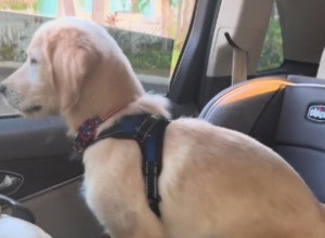 MAMA JE DOŠLA PO SINA U ŠKOLU, A SA NJOM I ZLATNI RETRIVER: Reakcija ovog psa kad ugleda dečaka ulepšaće vam dan! (VIDEO)