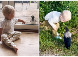 VRANA NEDELJAMA OBIGRAVA OKO OVOG MALIŠANA: Kad čujete šta to znači, nećete moći da obuzdate suze (VIDEO)