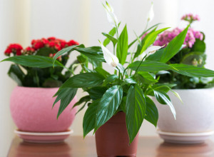 VERUJE SE DA OVA BILJKA ŽENAMA DONOSI SREĆU: Evo kako da je negujete da bi bila puna cvetova