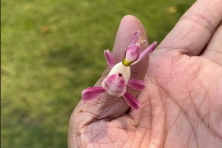 MISLIO JE DA JE POKUPIO CVEĆE, USLEDIO JE ŠOK: Stvorenje je počelo da mu gmiže po ruci, svi su u neverici gledali o čemu se radi!