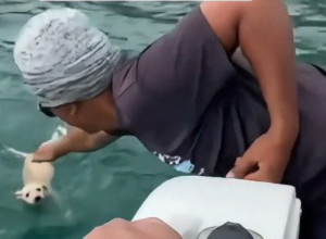 DECA SU VIKALA SA PALUBE UPIRUĆI PRSTOM KA MORU: Nesrećna životinja se koprcala u vodi pokušavajući da se održi na površini daleko od kopna! (VIDEO)