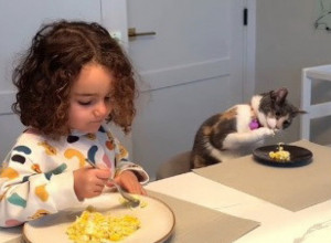 DEVOJČICA JE USVOJILA MAČKU, I NE SLUTEĆI KOGA DOVODI U DOM: Kad vidite šta sve životinja radi nećete moći da verujete! (VIDEO)