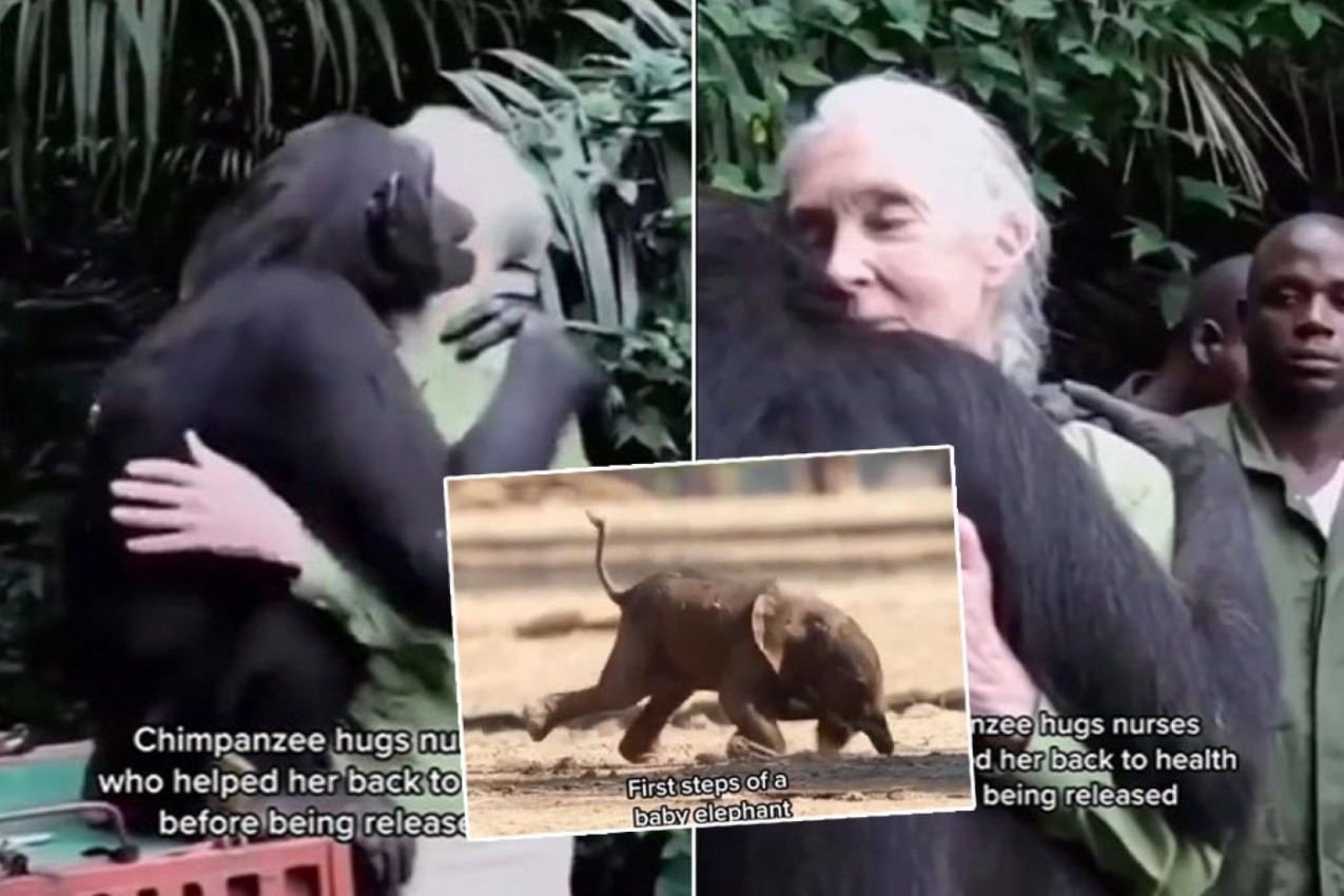 POMOGLI SU BOLESNOJ ŠIMPANZI, A ONDA SU JE PUSTILI IZ KAVEZA U PRIRODU: Njen zagrljaj zahvalnosti rasplakao je sve (VIDEO)