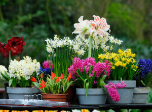 RASTVOR ZA CVEĆE OD KOGA ĆE BUJATI KAO NIKAD PRE: Dovoljan je jedan sastojak iz kuhinje koji je bolji od bilo kakve hemije! (FOTO)