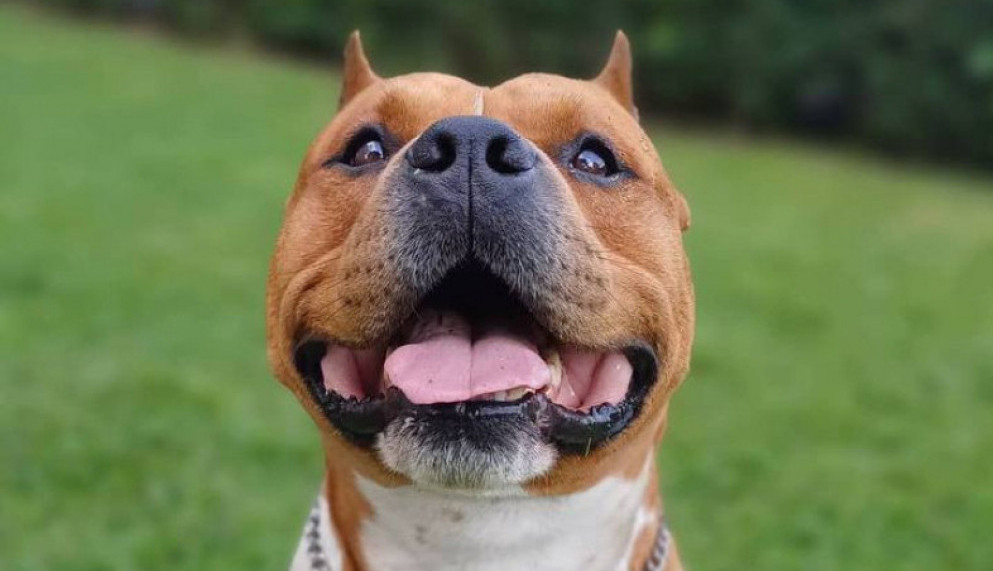 Kažu da sam opasan, a ja sam prava maza