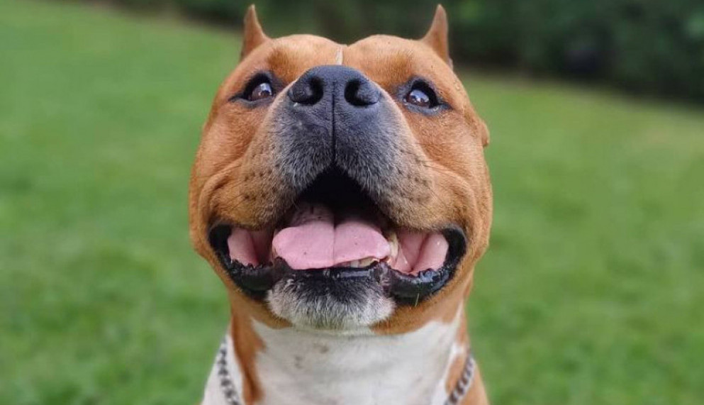 Kažu da sam opasan, a ja sam prava maza