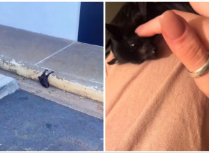 ŠETALA JE ULICOM U UOČILA NEŠTO ČUDNO NA TROTOARU: Ugledala je životinju, ono što je potom uradila rasplakalo je javnost (FOTO+VIDEO)