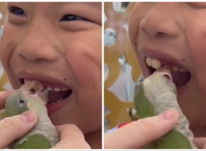 OVAKVU METODU VAĐENJA ZUBA DECI NIKAD NISTE VIDELI: Snimak samo za one sa jakim želucem! (FOTO+VIDEO)