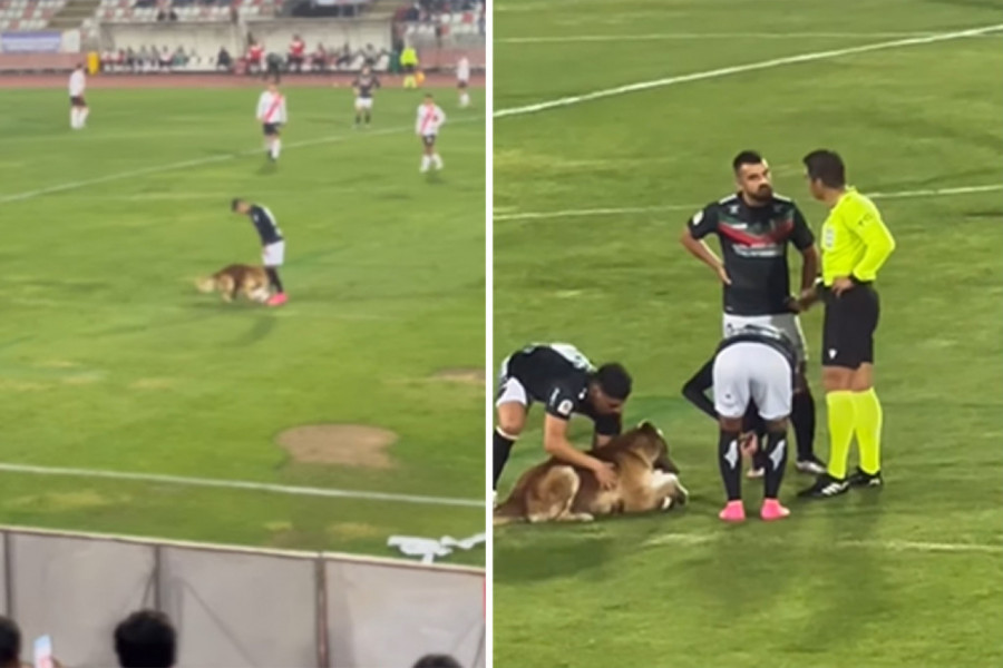 ULETEO JE NA UTAKMICU I ZAUSTAVIO IGRU: Neodoljivi snimak psa koji obožava fudbal! (VIDEO)