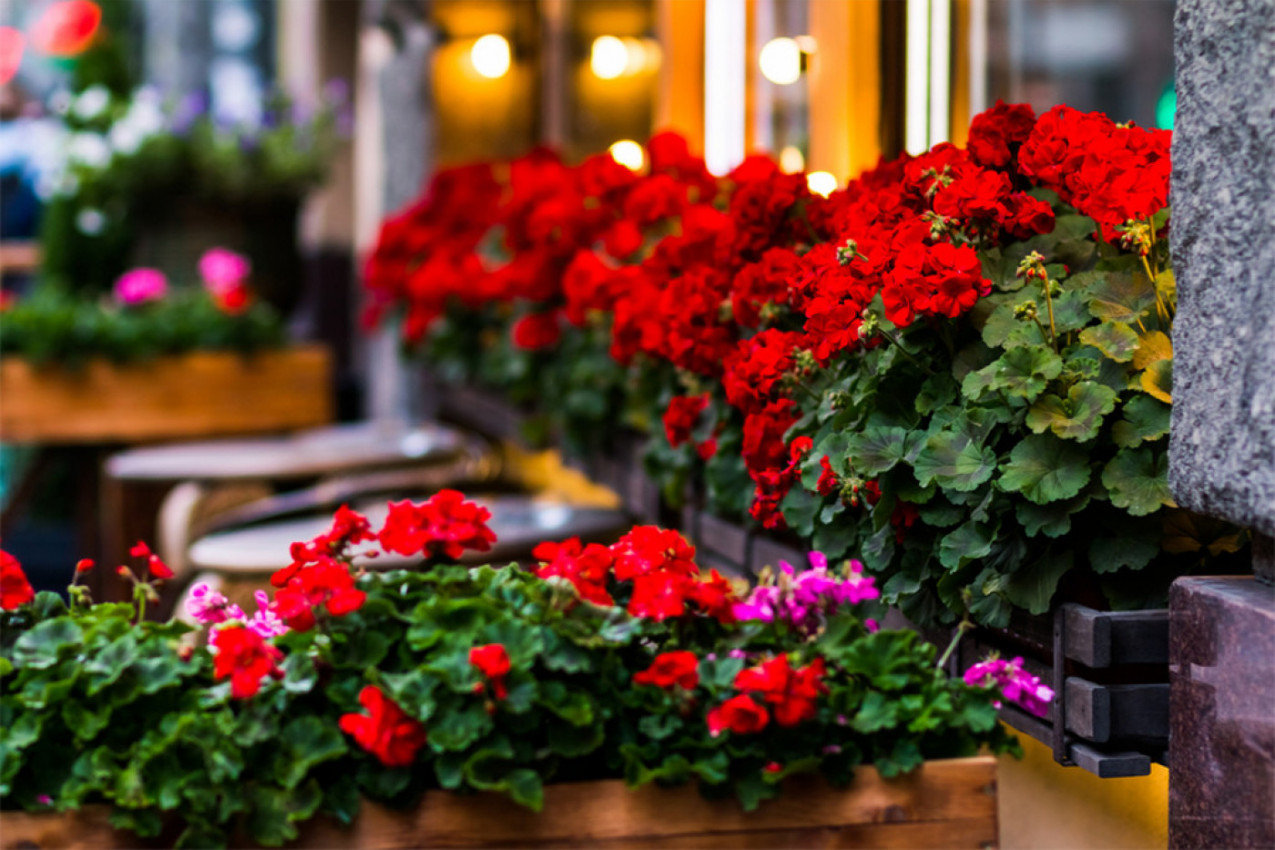Dovoljna je samo JEDNA kap ovoga i muškatle će cvetati kao lude sve do novembra: Tajna se krije u OVOM sastojku