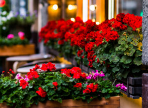 Dovoljna je samo JEDNA kap ovoga i muškatle će cvetati kao lude sve do novembra: Tajna se krije u OVOM sastojku