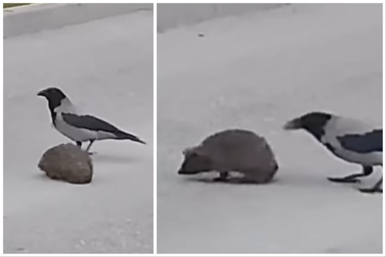 VOZAČ SE ZAUSTAVIO KAKO BI SNIMIO NEOBIČAN PRIZOR: Ljudi su gledali u neverici šta radi vrana i pitali se da li je to moguće! (VIDEO)