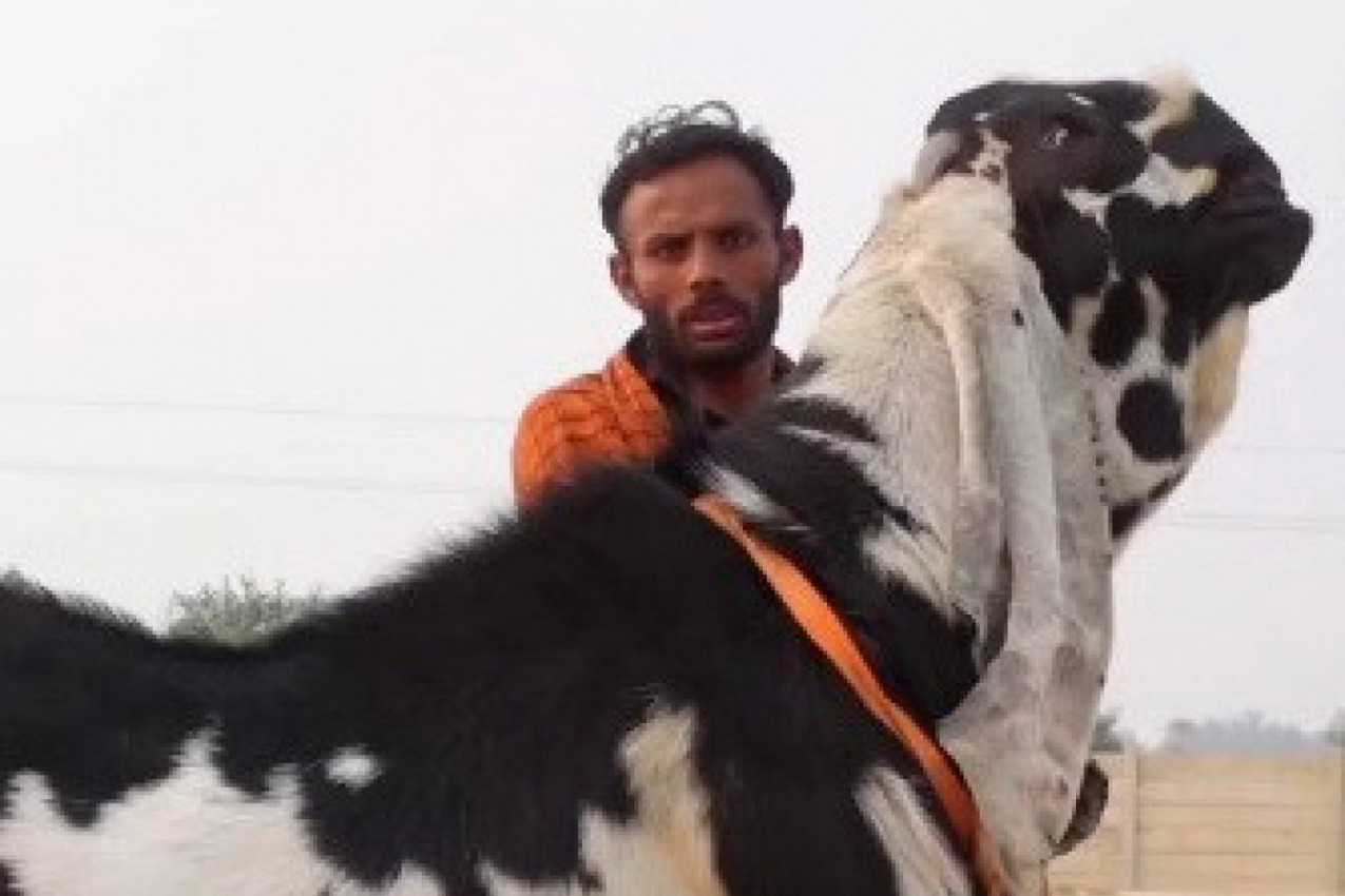 DA LI STE IKADA VIDELI OVAKO NEŠTO: Čudno stvorenje je zbunilo ljude na mrežama, svi nagađaju koja je životinja u pitanju! (VIDEO)