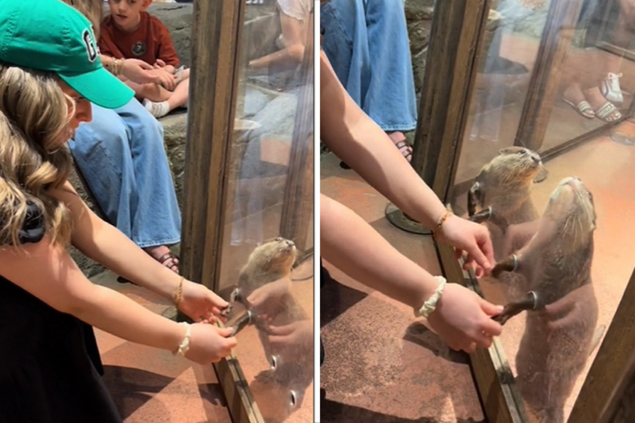 NESVAKIDAŠNJE ISKUSTVO U JEDNOM ZOO VRTU: Kad vidite šta rade male vidre nećete moći da zaustavite suze! (VIDEO)