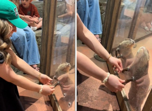 NESVAKIDAŠNJE ISKUSTVO U JEDNOM ZOO VRTU: Kad vidite šta rade male vidre nećete moći da zaustavite suze! (VIDEO)