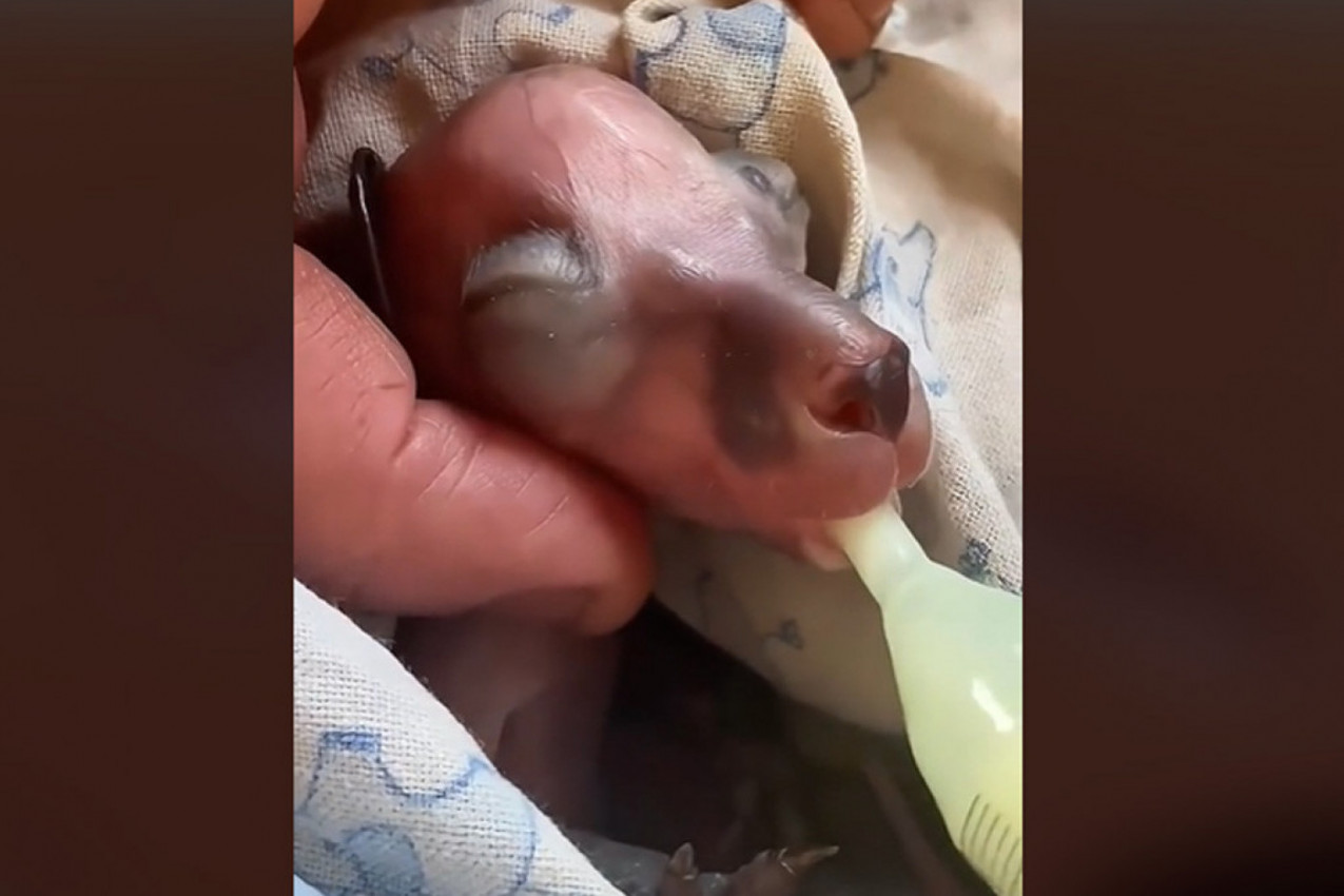 NAŠLI SU ČUDNO STVORENJE PORED PUTA I PONELI GA KUĆI: Šok je usledio kad je životinja počela da raste i kad su shvatili o čemu se radi! (VIDEO)